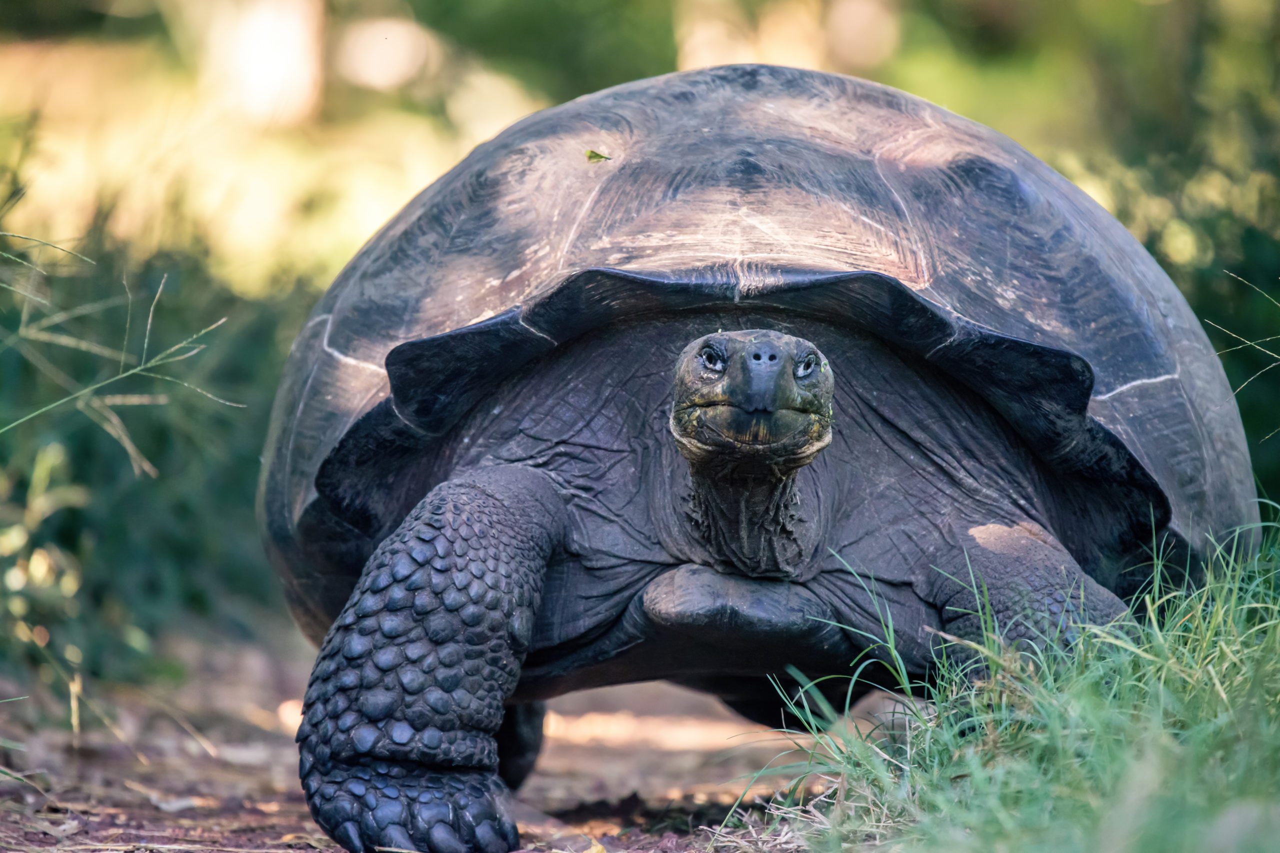 Galapagos tortoise