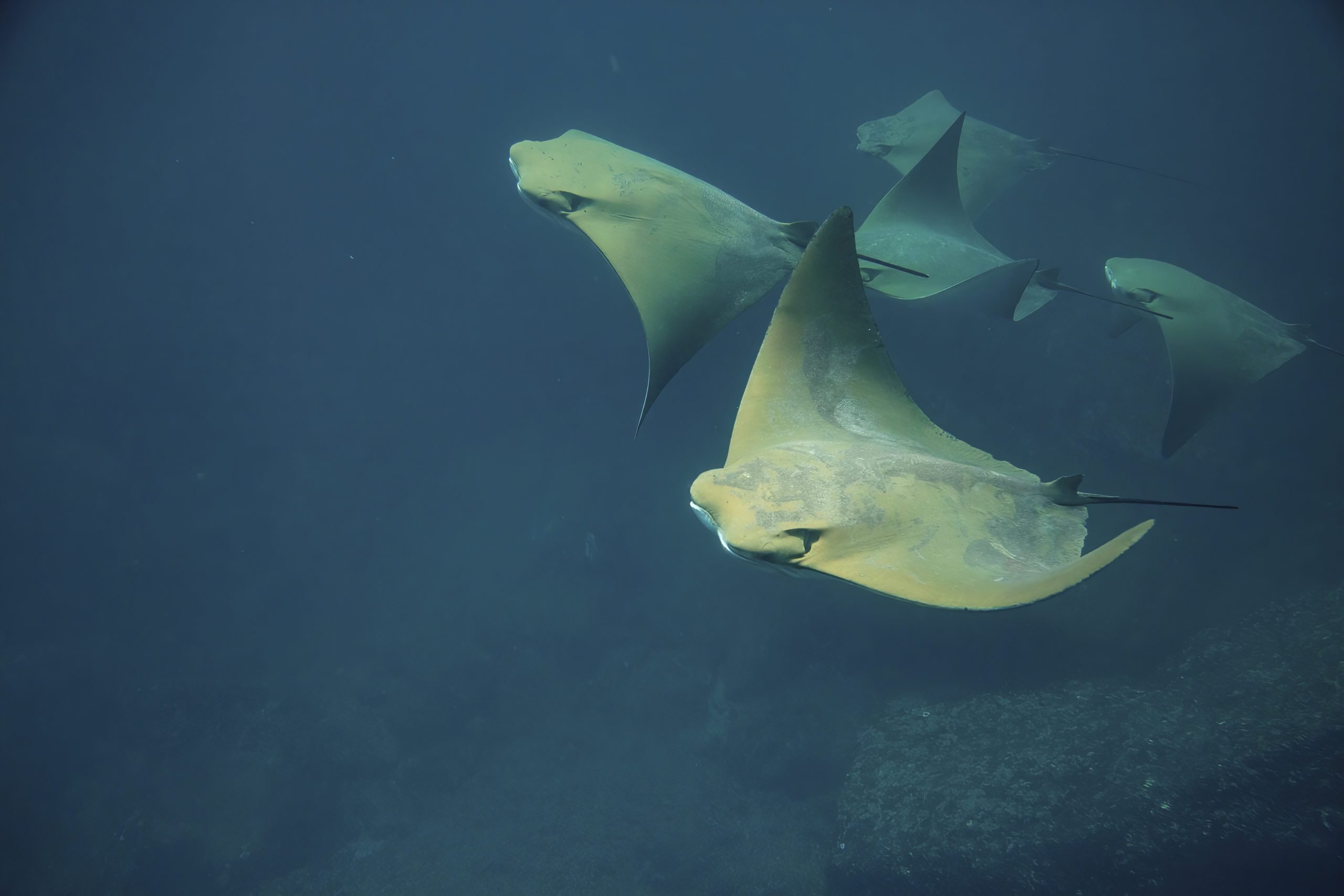 Cow-nosed rays