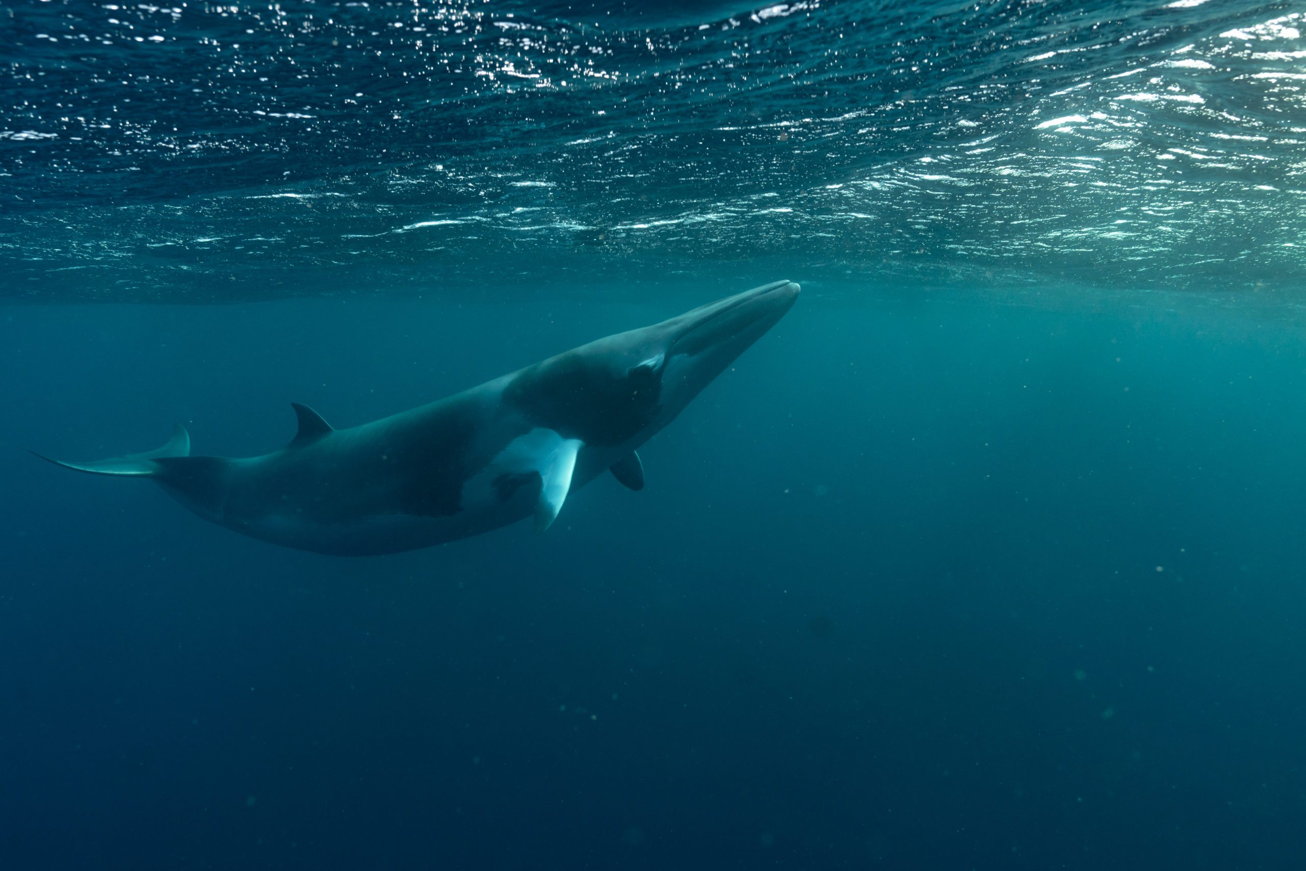 Minke whale near surface